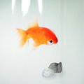 Штора для ванной Spirella Goldfish, 180x200см, полиэтилен, оранжевый 1000097
